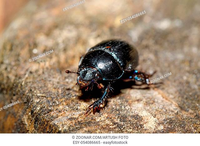 Black Earth-boring dung dor beetle, Anoprotrupes stercorosus, portrait on stump at pine forest, macro