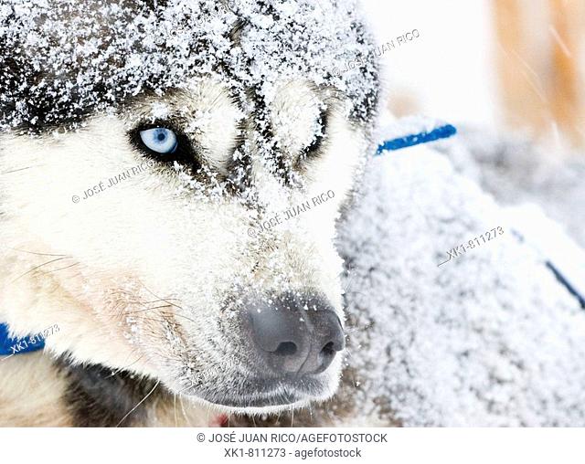 Ojo azul de Husky Siberiano