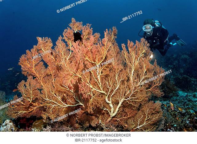 Scuba diver observing large, red Gorgonians or Sea Fans (Melithaea sp.) on a coral reef, Great Barrier Reef, UNESCO World Heritage Site, Queensland, Cairns