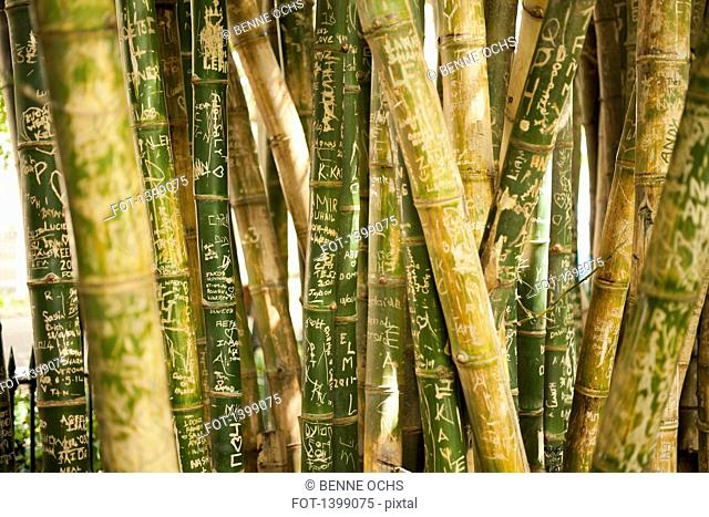 Full frame shot of scribbled bamboo groves