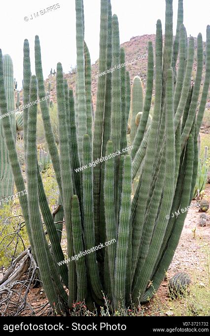 Organpipe cactus (Stenocereus thurberi) is a columnar cactus native to Mexico (Sonora and Baja California) and USA (Arizona)