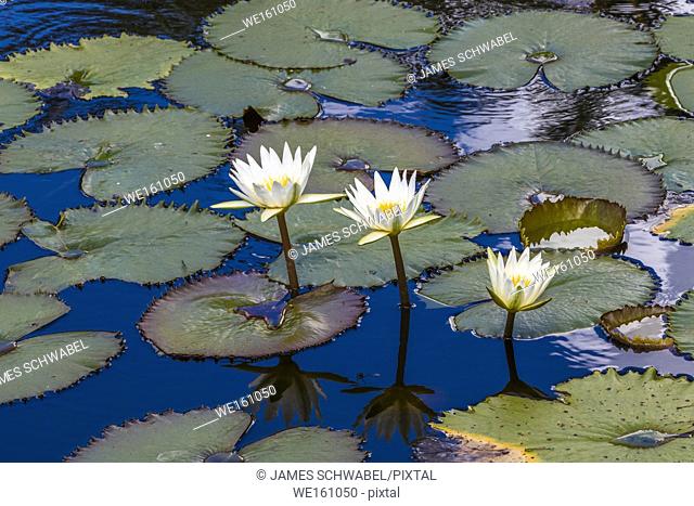 Water Lilies in pond