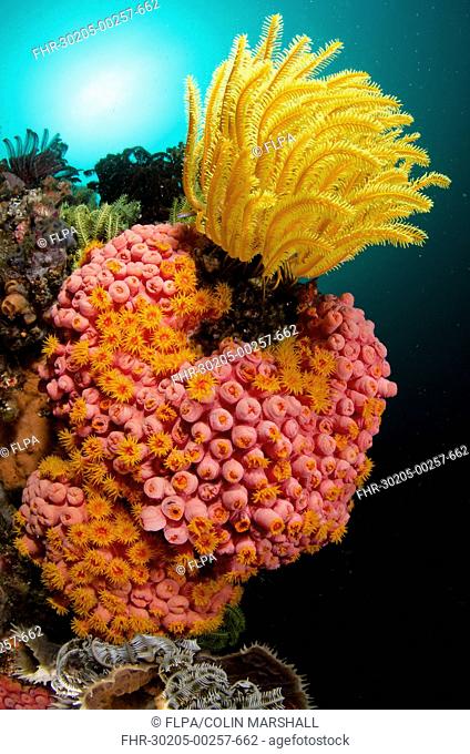 Yellow Coral (Tubastrea faulkneri) and yellow crinoid in reef habitat, Horseshoe Bay, Nusa Kode, Rinca Island, Komodo N.P