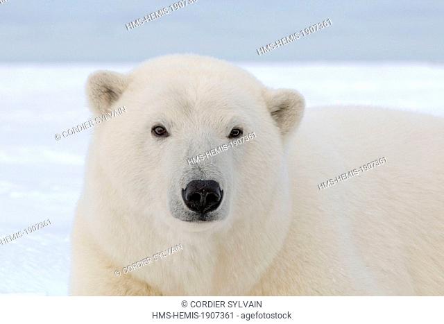 United States, Alaska, Arctic National Wildlife Refuge, Kaktovik, Polar Bear (Ursus maritimus), subadult