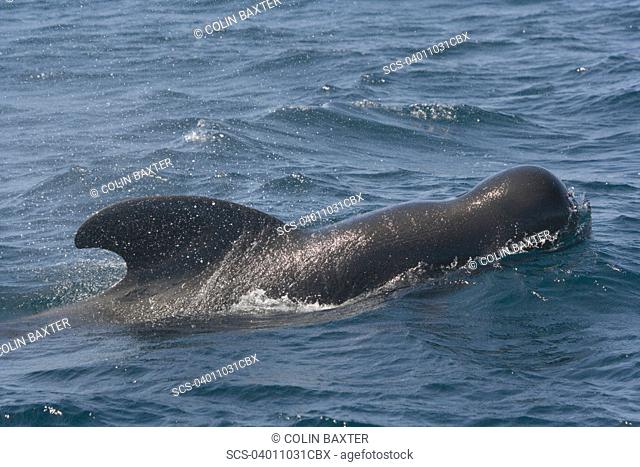 Short-Finned Pilot Whale Globicephala macrorhynchus Gulf of California, Mexico