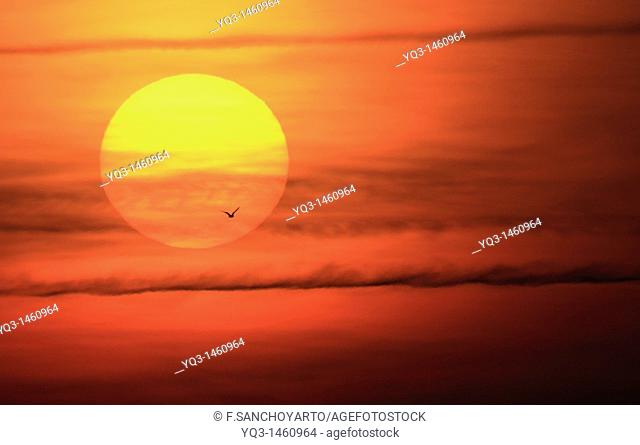 Gull crossing in front of the sun at sunrise