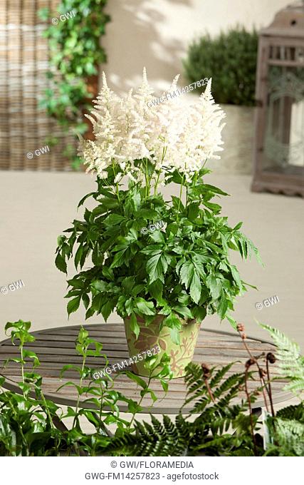 ASTILBE WHITE IN CONTAINER