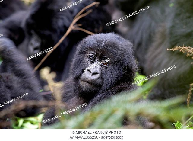 Mountain Gorilla (Gorilla beringei beringei), Endangered, Volcanoes National Park, Ruhengeri, Virunga Mountains, Rwanda