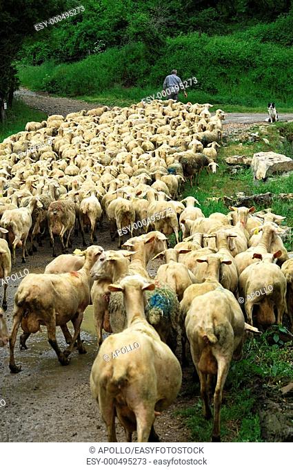 A flock of sheep on its way to the pasture