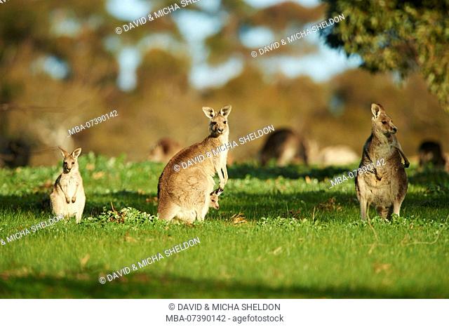 Eastern Gray Kangaroo (Macropus giganteus), meadow, standing, Victoria, Australia, Oceania