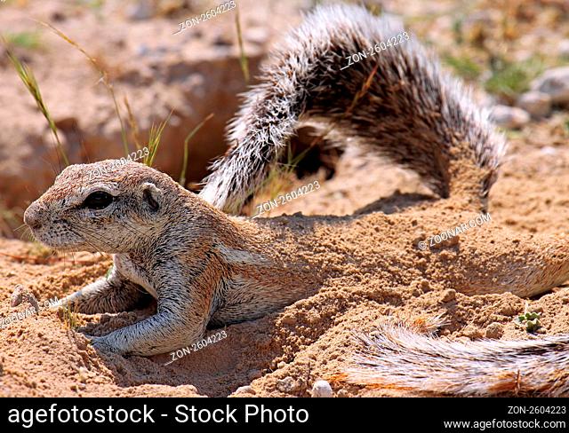 Borstenhörnchen, Erdhörnchen, Namibia, Xerus, african ground squirrel, wildlife