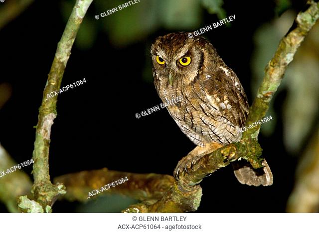 Tropical Screech-Owl Otus choliba perched on a branch in Ecuador