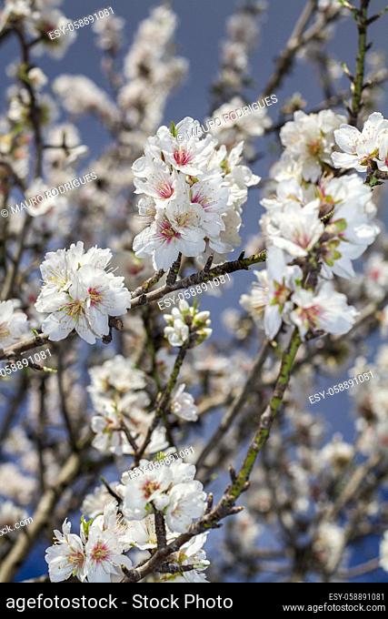 Close view of a branch of almond tree blossom flowers in nature