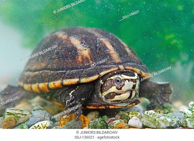 Striped Mud Turtle in water / Kinosternon baurii restrictions:Tierratgeber-Bücher / animal guidebooks