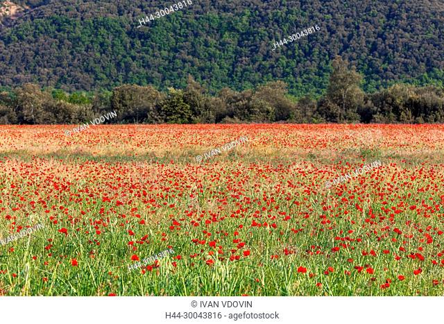 Red poppies field, Alpes-de-Haute-Provence department, Provence-Alpes-Cote d'Azur, France