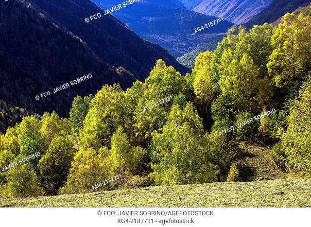 Deciduous forest in autumn - Varradós Valley - Valle de Aran - Lleida Province - Catalonia - Spain - Europe