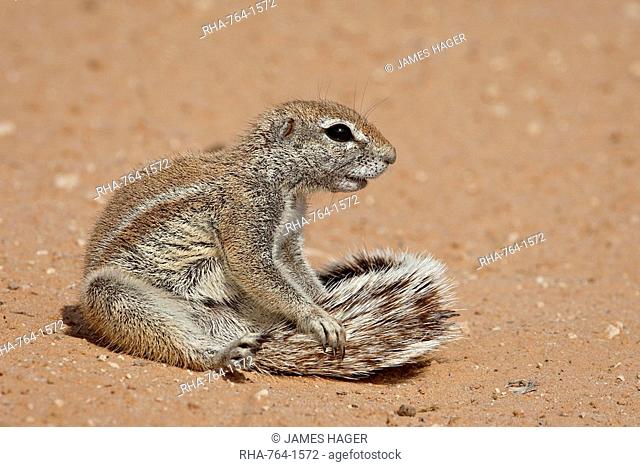 Cape ground squirrel Xerus inauris grooming, Kgalagadi Transfrontier Park, former Kalahari Gemsbok National Park, South Africa