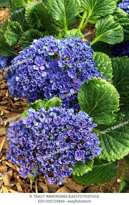 Low growing Hydrangea with large heads of purple-blue flowers in full bloom
