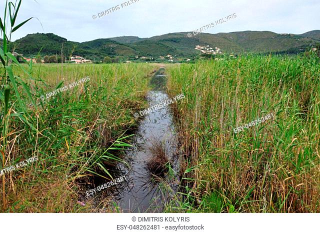 Wetland vegetation marshland reeds small river and distant mountain village