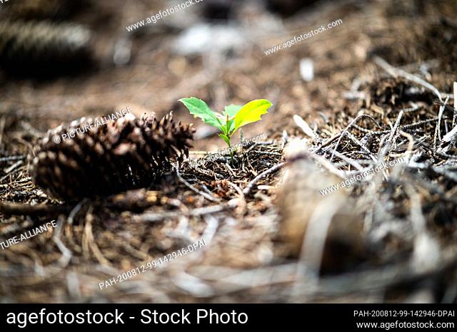 12 August 2020, North Rhine-Westphalia, Hagen: The shoot of a red oak tree stands in the city forest on a forest area destroyed by bark beetle infestation