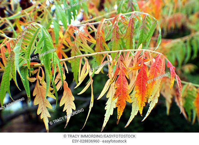Close up of red, yellow and green leaves of a Staghorn Sumac tree in fall