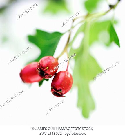 Hawthorne, Crataegus monogyna, berries