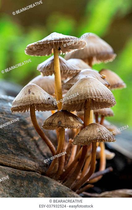 A small group of mushrooms or toadstools growing on a log in Wollaton Park, Nottingham. October