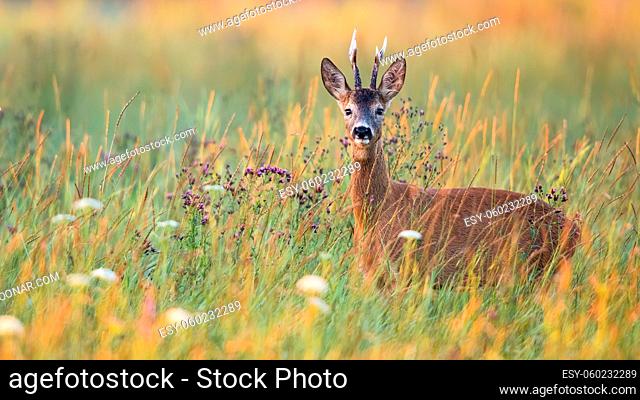 Male roe deer, capreolus capreolus, between blooming flowers on a green meadow in summer nature. Buck with large antlers at sunrise with copy space