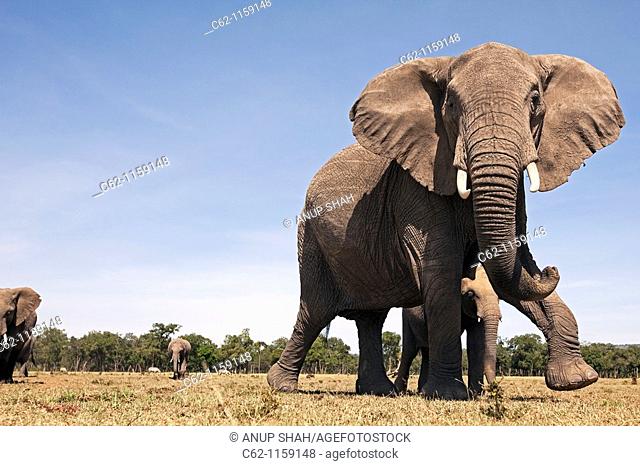 African elephant (Loxodonta africana) showing defensive behaviour to protect young -wide angle perspective-, Maasai Mara National Reserve, Kenya