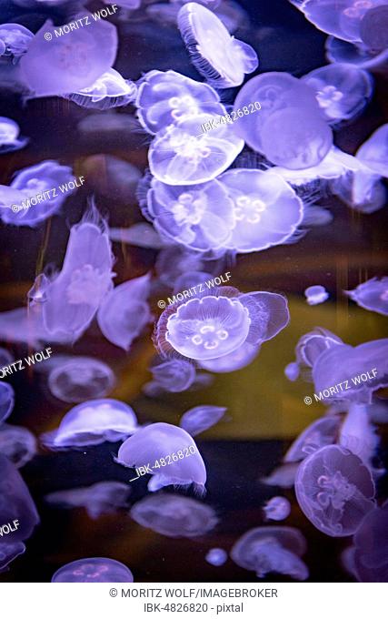 Many transparent Common jellyfishes (Aurelia aurita) in an aquarium, occurrence Pacific, Aquarium Vancouver, British Columbia, Canada