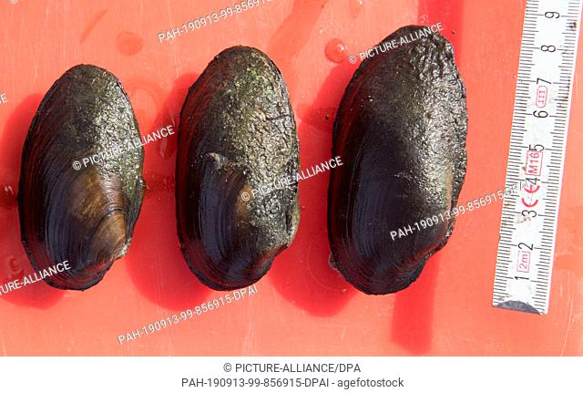 12 September 2019, Mecklenburg-Western Pomerania, Löbnitz: Bach mussels are ready for surveying. An unusually large occurrence of the endangered river mussel...