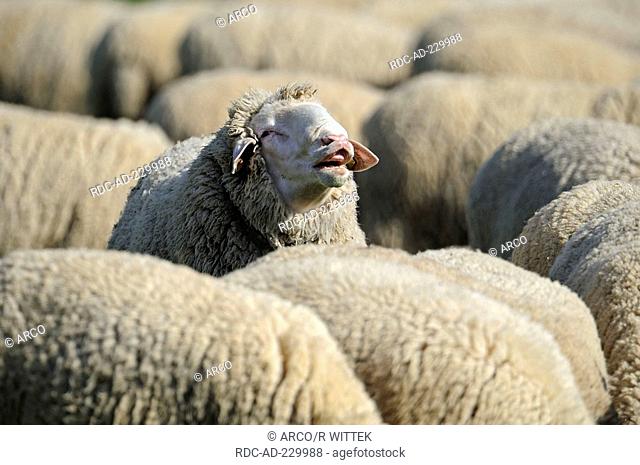 Domestic Sheep, Merino Sheep