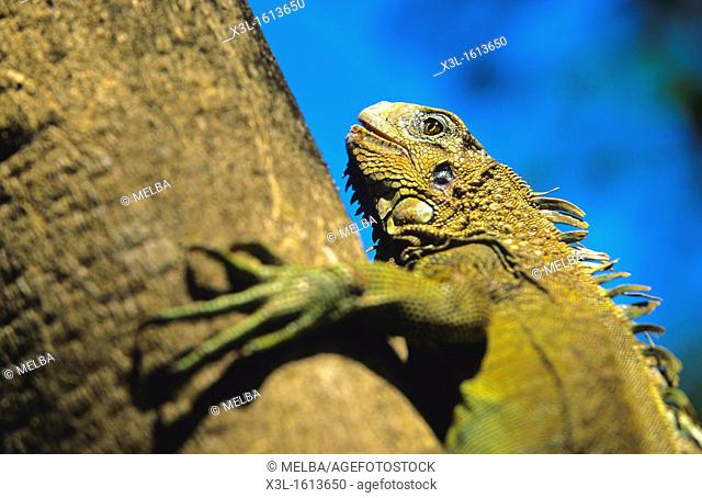 male iguana Iguana iguana Chagres National Park Panama