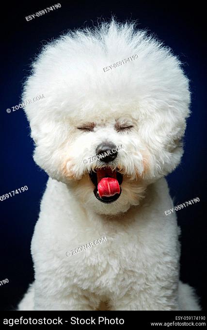 beautiful bichon frisee dog sitting over black background. copy space