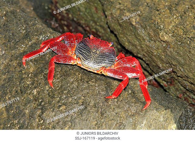 Sally Lightfoot Crab Grapsus grapsus on a rock