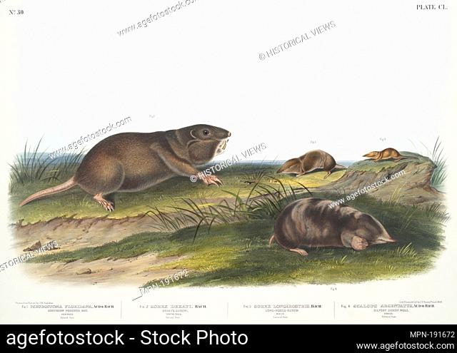 1. Pseudostoma Floridana, Southern Pouched Rat. Old male. Natural size; 2. Sorex Dekayi, Dekay's Shrew. Young male. Natural size; 3