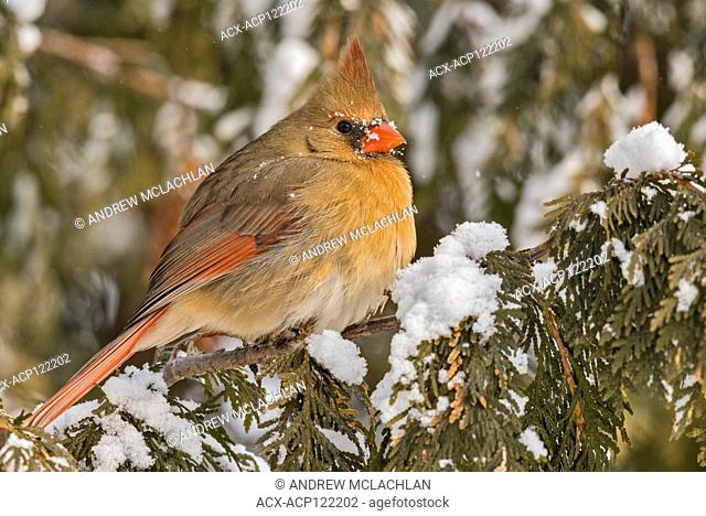 Female Northern Cardinal (Cardinalis cardinalis) in winter, Thornton, Ontario, Canada