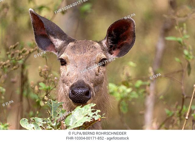 Sambar (Rusa unicolor) adult female, close-up of head, Kanha N.P., Madhya Pradesh, India, April