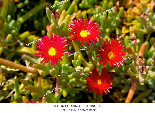 Succulent flowers. Fuerteventura, Canary Islands. Spain