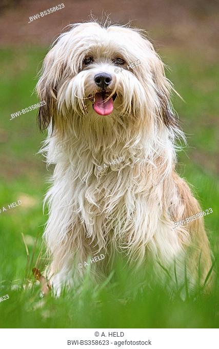 Tibetan Terrier, Tsang Apso, Dokhi Apso (Canis lupus f. familiaris), ten month old bright sable and white male sitting in a meadow, Germany