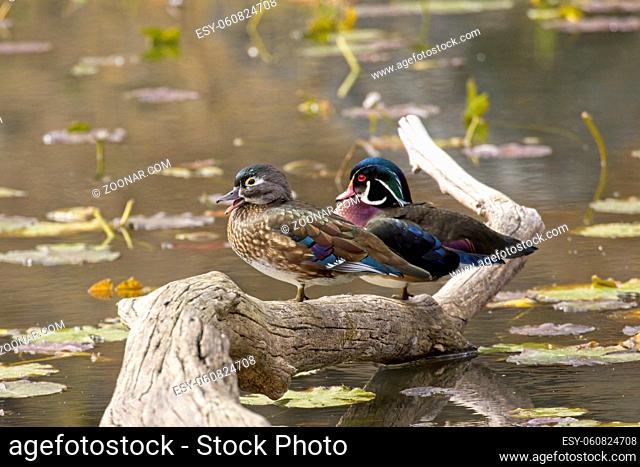A wood duck couple is perched on a fallen piece of deadwood in Coeur d'Alene, Idaho