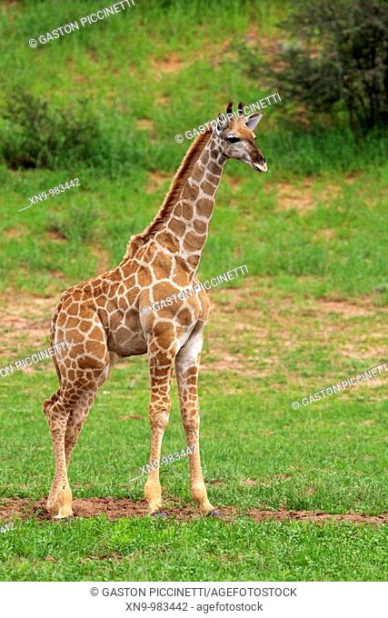 Giraffe Giraffe camelopardalis - Young, Kgalagadi Transfrontier Park, Kalahari desert, South Africa