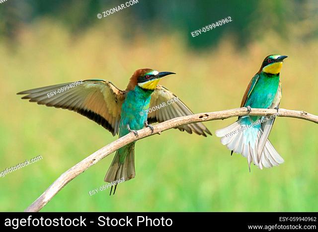 Two bee-eaters, on a branch: one spreading wings