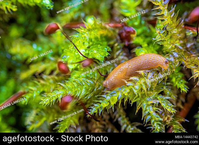Spanish slug (Arion vulgaris) on forest floor, maidenhair moss