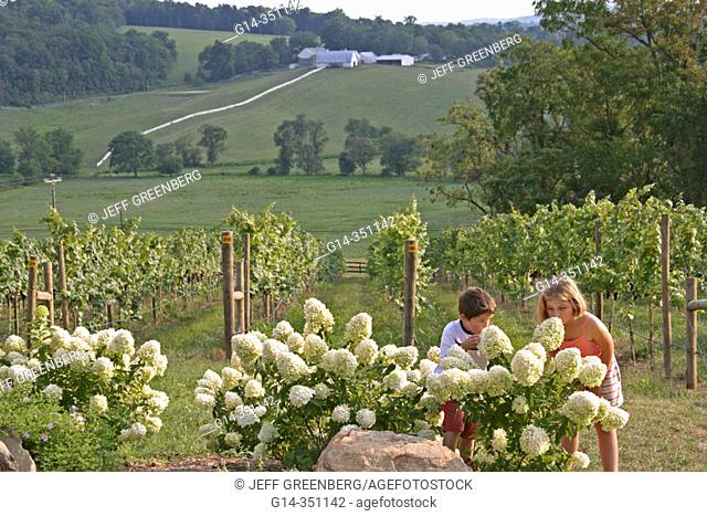 Hillsborough Vineyards, Blue Ridge Mountains foothills. Loudoun County, Virginia. USA