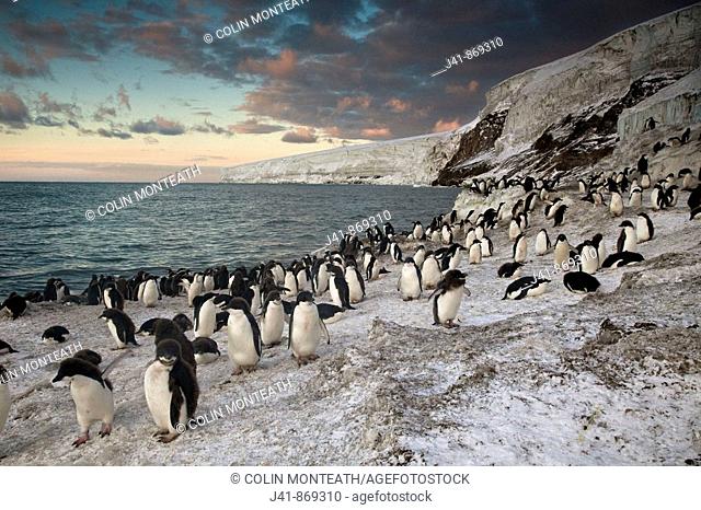 Adelie penguins on beach at sunset, Franklin Island, Ross Sea, Antarctica