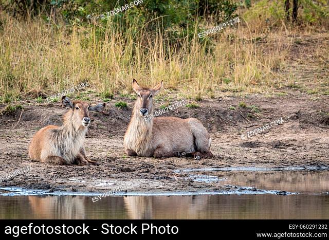Two Waterbucks laying next to the water in the Kruger National Park, South Africa