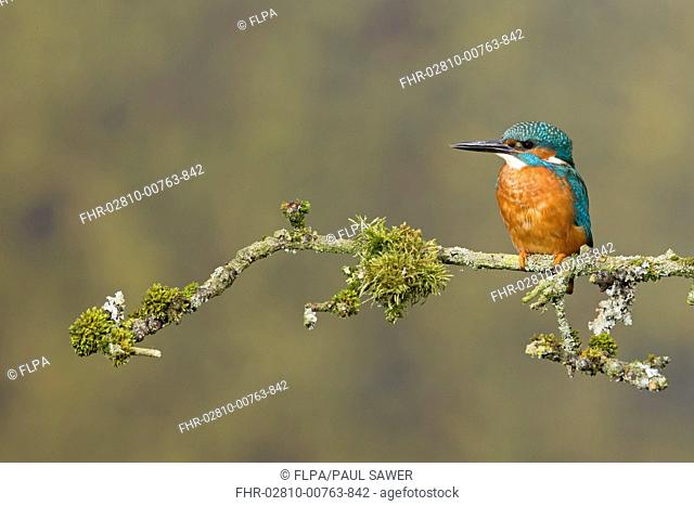 Common Kingfisher (Alcedo atthis) adult male, perched on mossy twig, Suffolk, England, May