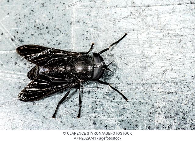 Black Horse Fly Tabanus atratus in Corolla, NC USA