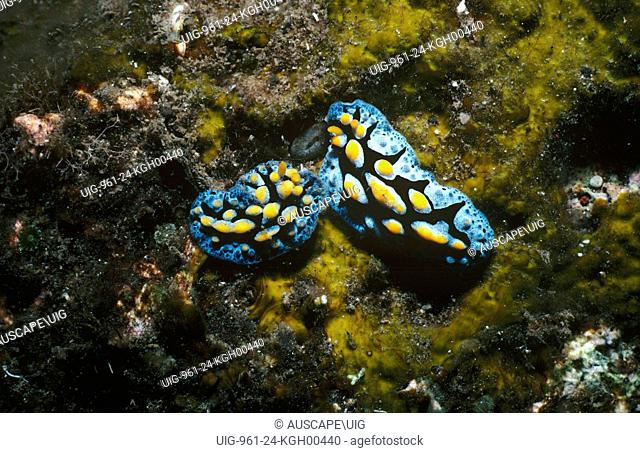 Nudibranchs (Phyllidia coelestis), on reef. To 6 cm long. Is diurnal as its aposematic coloration allows it to roam the reef to feed in daytime